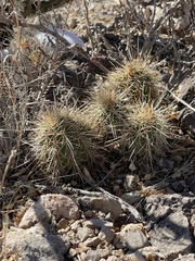Echinocereus