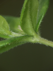 Blepharis integrifolia