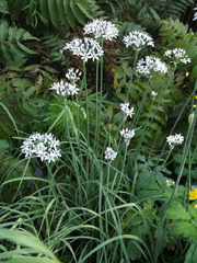 Allium ramosum