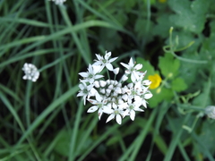 Allium ramosum