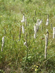 Sanguisorba parviflora