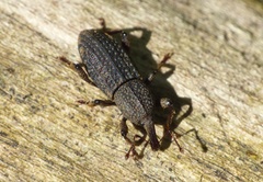 Mitoplinthus caliginosus