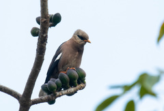 Acridotheres leucocephalus