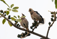 Acridotheres leucocephalus