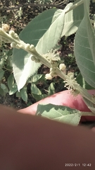 Croton leptostachyus