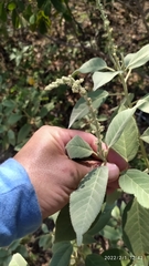 Croton leptostachyus