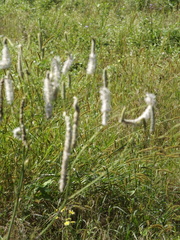 Sanguisorba parviflora