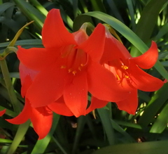 Cyrtanthus sanguineus
