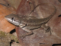 Tropidurus hygomi