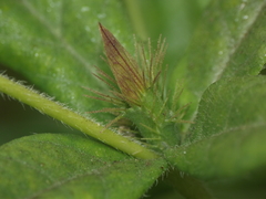 Blepharis integrifolia