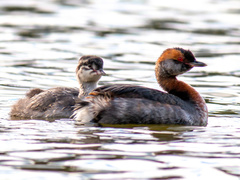 Podiceps auritus