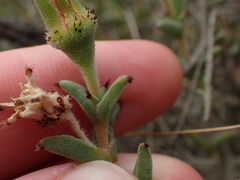 Trichodiadema orientale