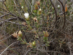 Trichodiadema orientale