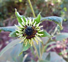 Smallanthus connatus