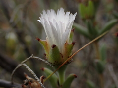 Trichodiadema orientale
