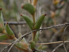 Trichodiadema orientale