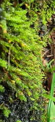 Sematophyllaceae