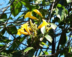 Adenocalymma marginatum