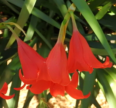 Cyrtanthus sanguineus