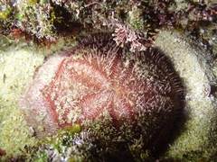 Spatangoida