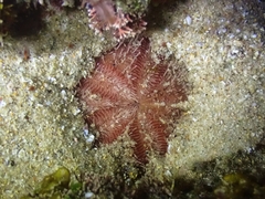 Spatangoida