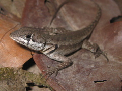 Tropidurus hygomi