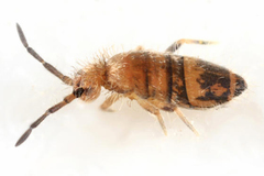 Entomobrya assuta