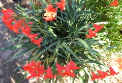 Cyrtanthus sanguineus