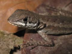 Tropidurus hygomi