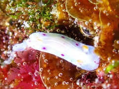 Hypselodoris capensis