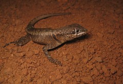 Tropidurus hygomi