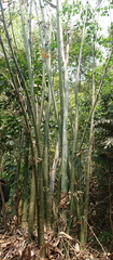 Phyllostachys edulis