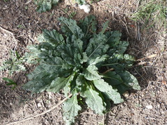 Mandragora autumnalis
