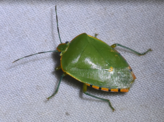 Chinavia runaspis