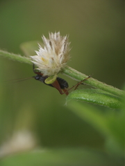 Trigonidium cicindeloides