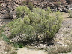 Salix mucronata mucronata