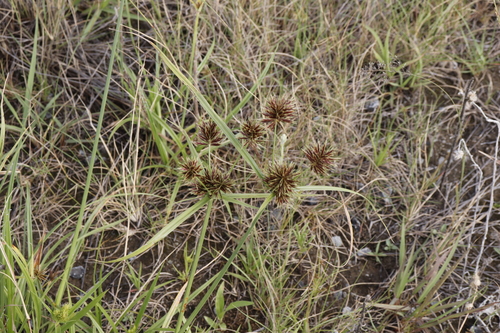 Cyperus congestus iNat (2)