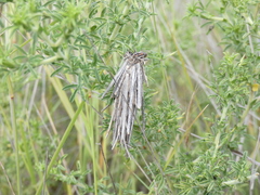 Oiketicoides maledicta