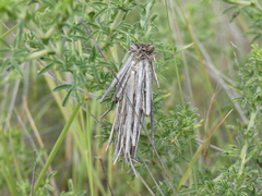 Oiketicoides maledicta