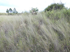 Aristida transvaalensis