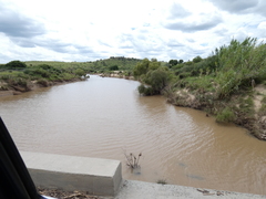 Pseudoschoenus inanis