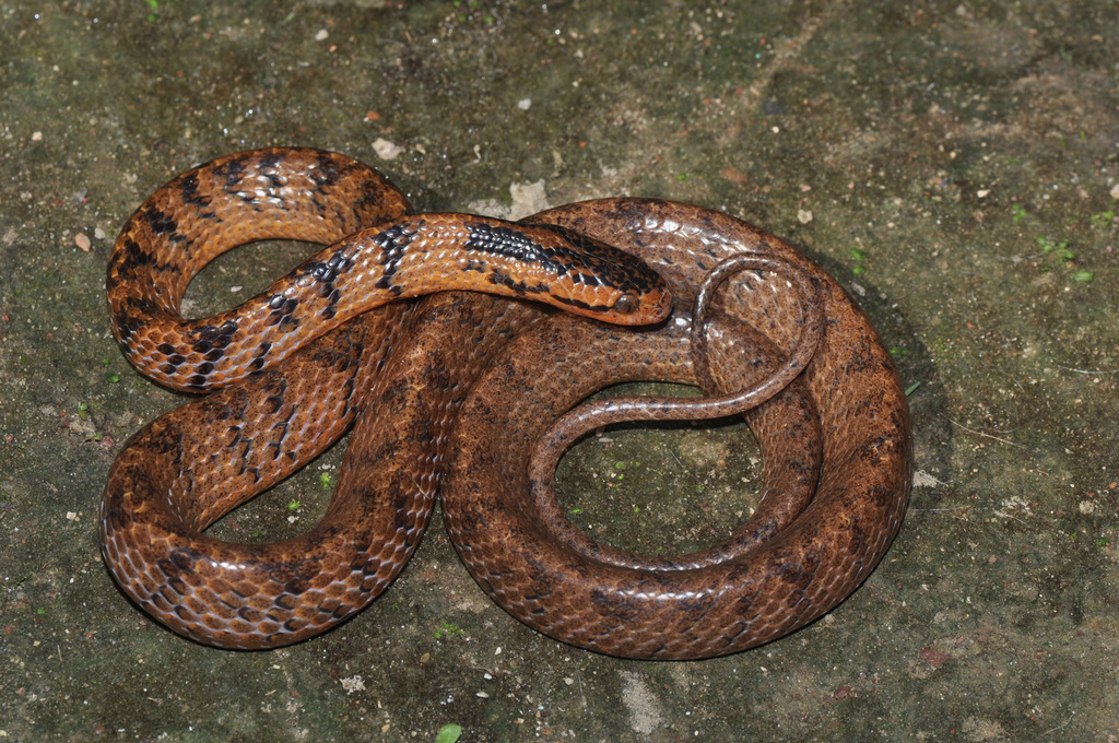 Common Slug Snake from 9JV4+C8Q, Digboi, Assam 786171, India on October ...