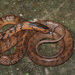 Common Slug Snake - Photo (c) Rajib Rudra Tariang, some rights reserved (CC BY-NC), uploaded by Rajib Rudra Tariang