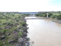 Oiketicoides maledicta