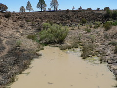Salix mucronata mucronata