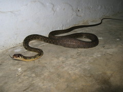 Rhabdophis
