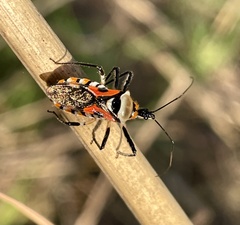 Rhynocoris rapax