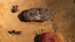 Crematogaster castanea rufonigra