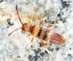 Entomobrya clitellaria