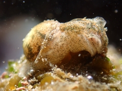 Haminoea alfredensis